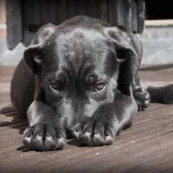 Host a pet party as a school fundraising event.